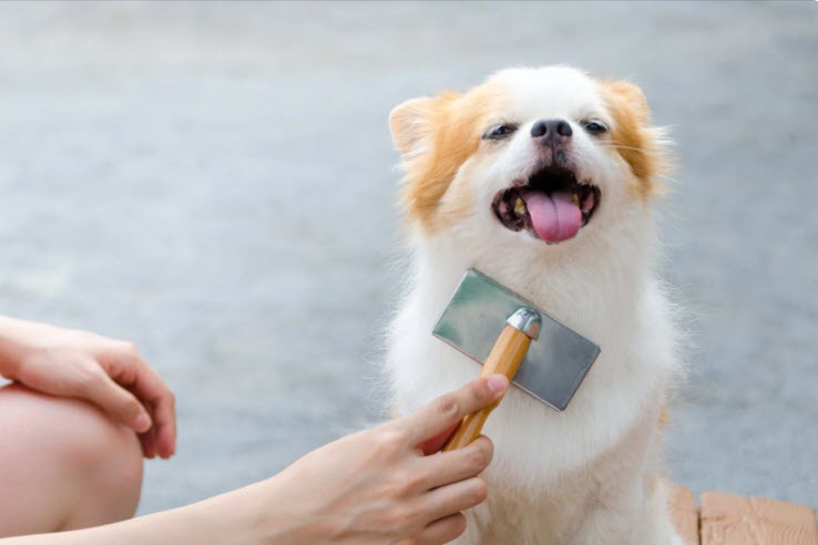 peluquería canina